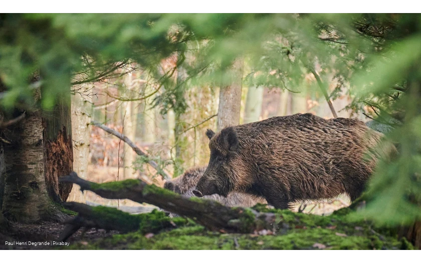 Wildschein