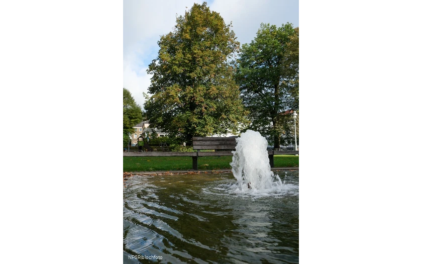 Sommer-Linde in Neuenrade