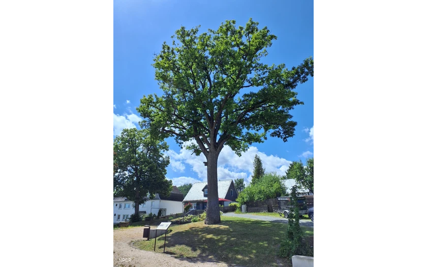 Traubeneiche in Hallenberg