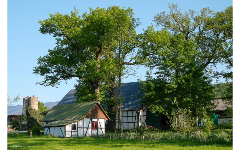 Eiche in Meschede-Vellinghausen