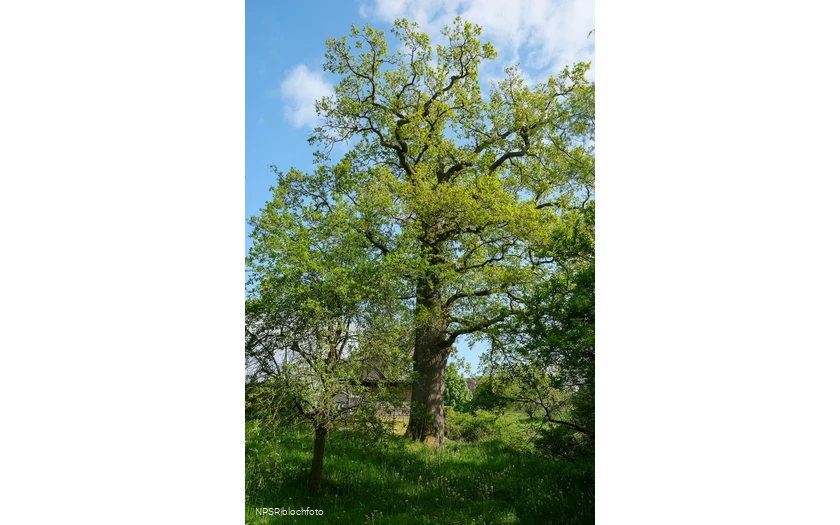 Stieleiche in Meschede-Laer