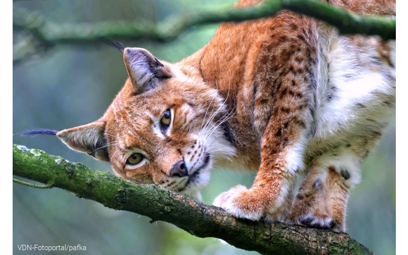Luchs