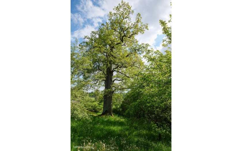 Stieleiche in Meschede-Laer