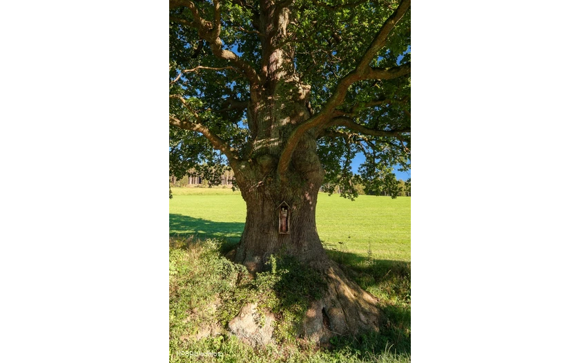 Stieleiche in Schmallenberg-Kirchilpe