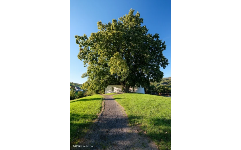 Winterlinde in Eslohe-Wenholthausen, Eibelkapelle