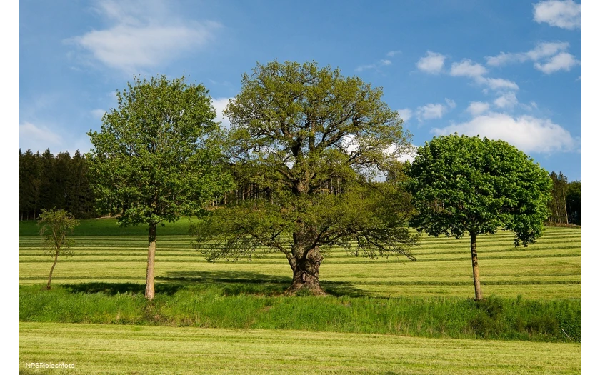 Stieleiche in Schmallenberg-Kirchilpe