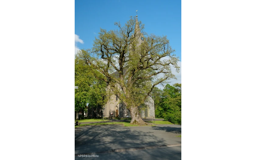 Stieleiche in Eslohe-Reiste