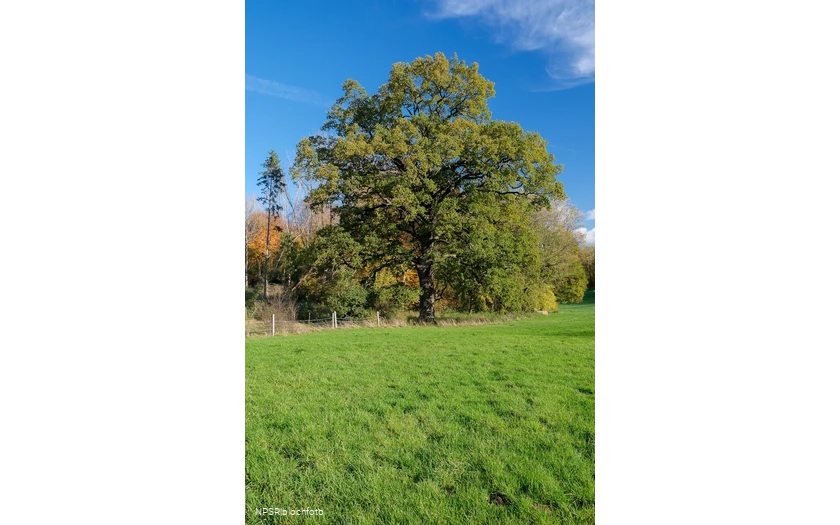 Eiche Hemer, Gut Bäingsen