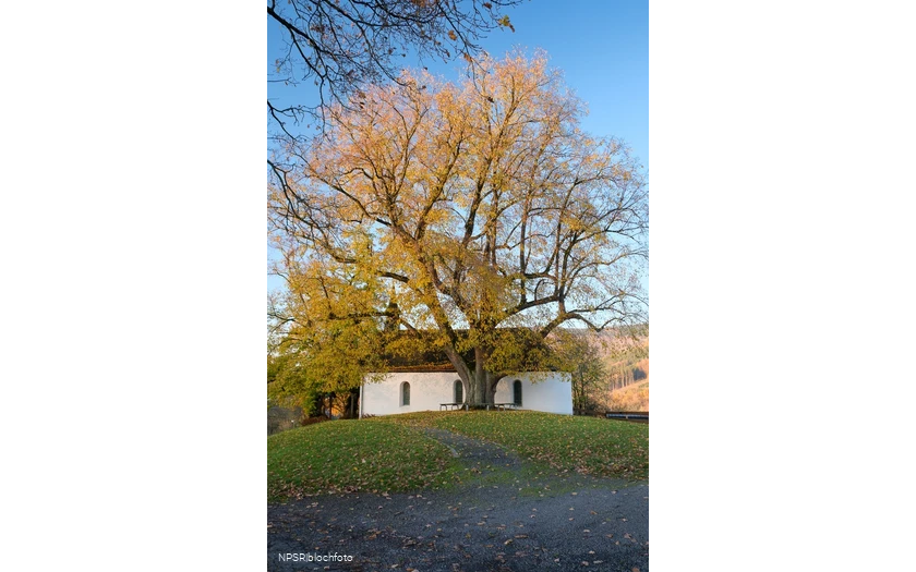 Winterlinde in Eslohe-Wenholthausen, Eibelkapelle
