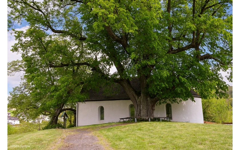 Winterlinde in Eslohe-Wenholthausen, Eibelkapelle
