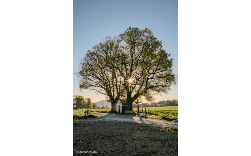 Linde Schmallenberg-Fleckenberg