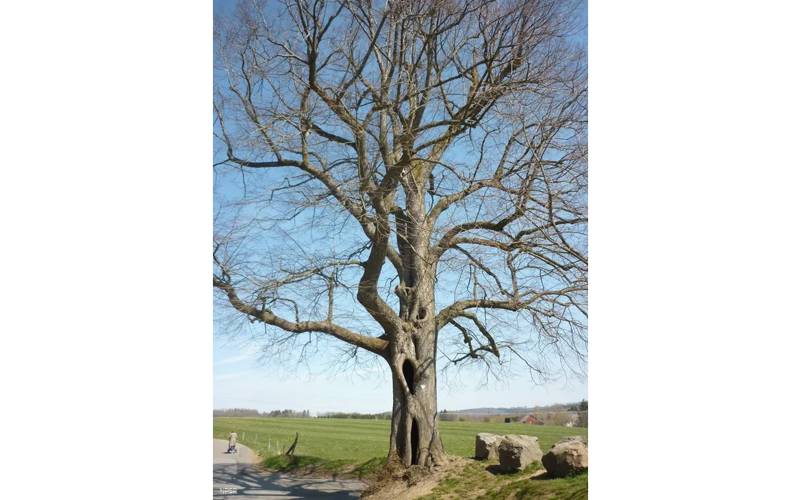 Winter-Linde in Kierspe