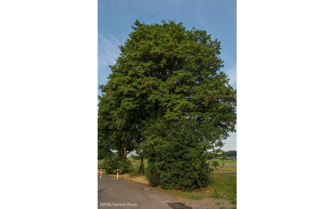 Feldahon in Attendorn-Ennest