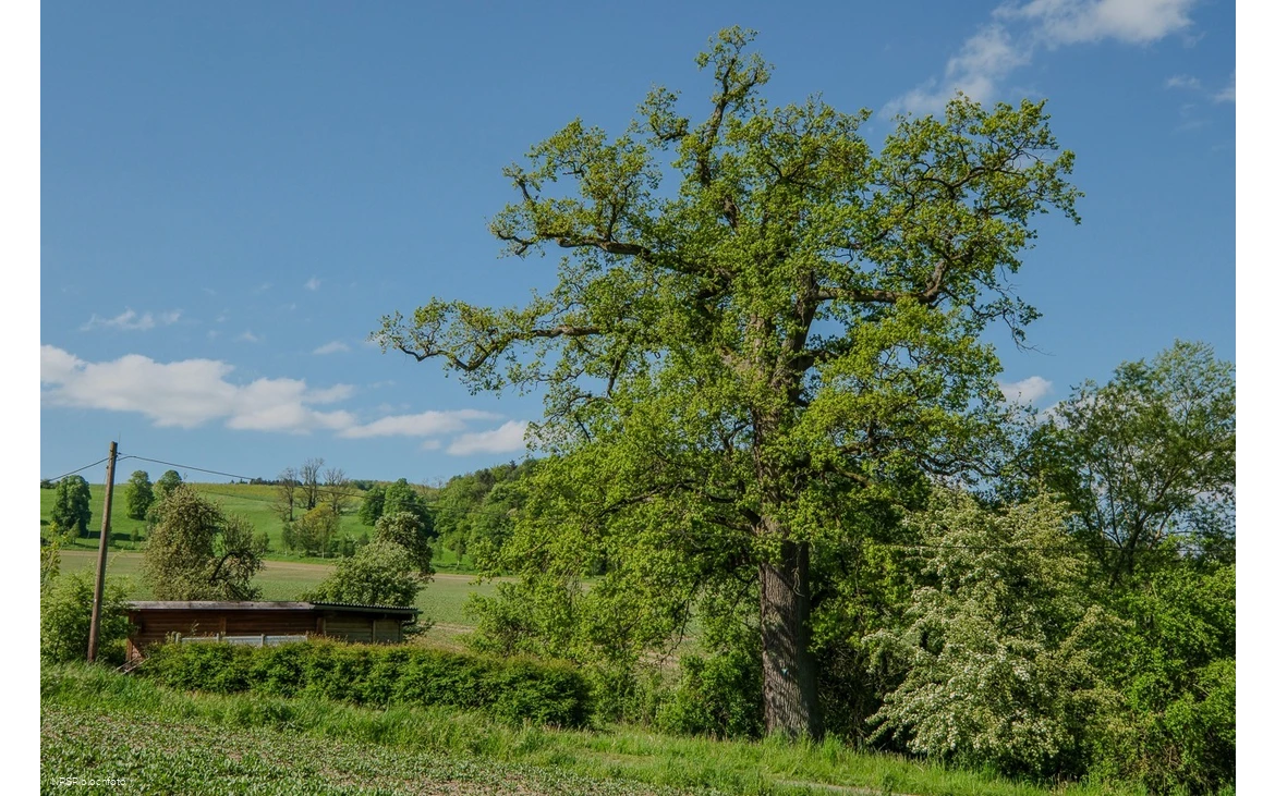 Stieleiche in Meschede-Laer