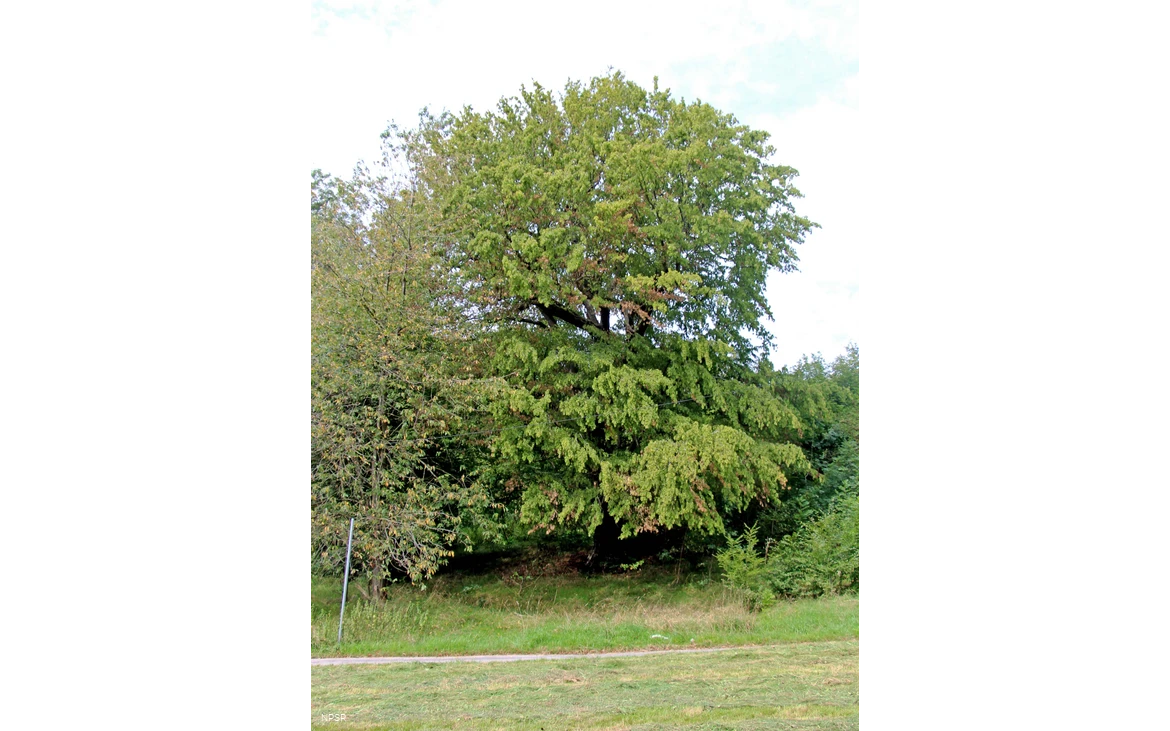 Gemeine Hainbuche in Lüdenscheid