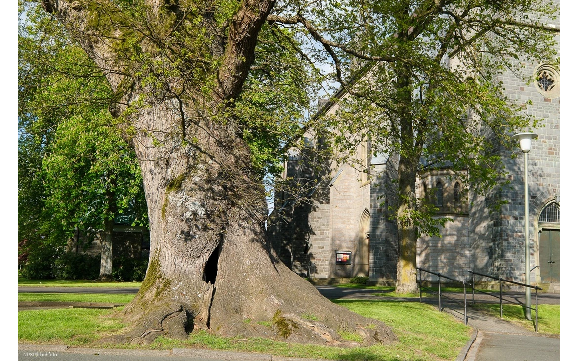 Stieleiche in Eslohe-Reiste