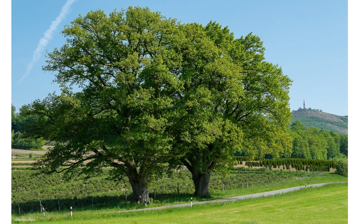 Stieleiche Bestwig-Heringhausen