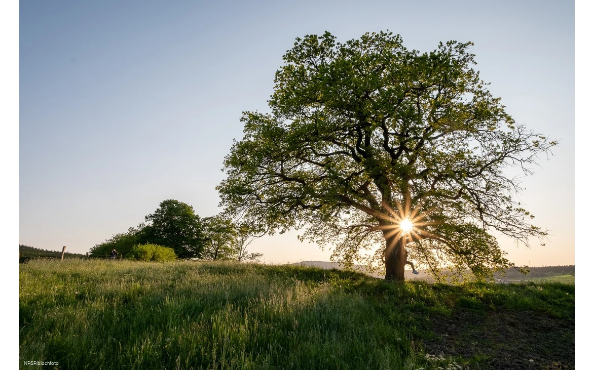Stieleiche Schmallenberg-Grafschaft