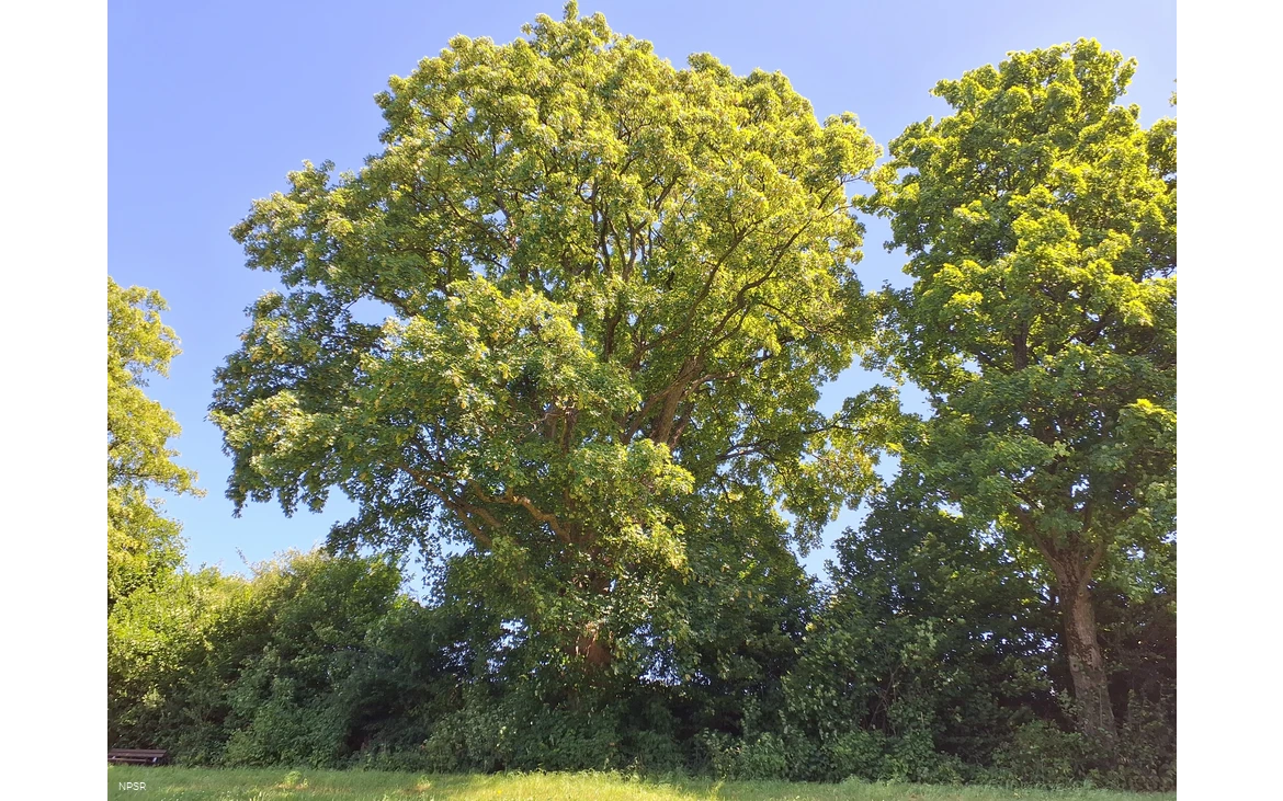 Berg-Ahorn in Schmallenberg-Grafschaft