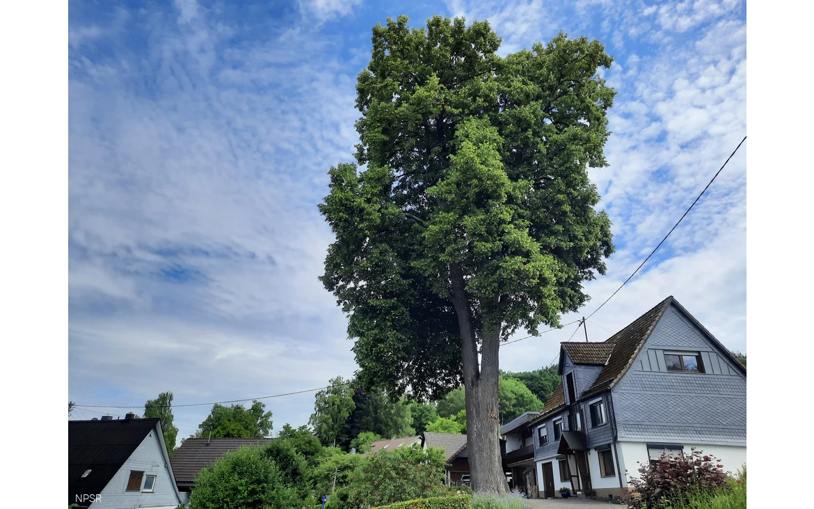 Mächtige Linde auf einem Privatgrundstück.