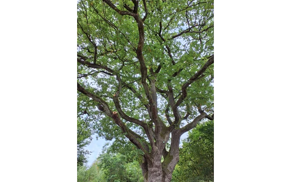 Die als Naturdenkmal ausgewiesene Krause Eiche bietet einen imposanten Anblick.