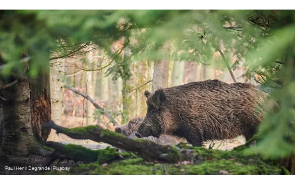Wildschein