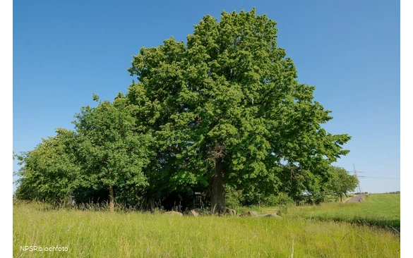 Winter-Linde in Kierspe am östlichen Rand
