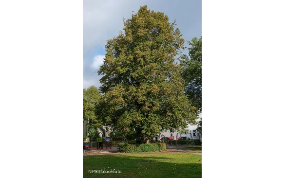 Sommer-Linde in Neuenrade