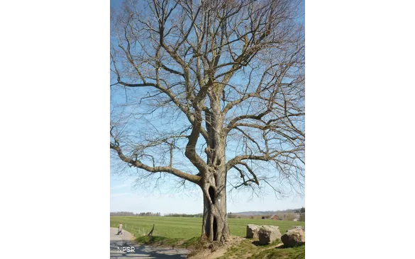 Winter-Linde in Kierspe