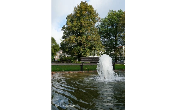 Sommer-Linde in Neuenrade