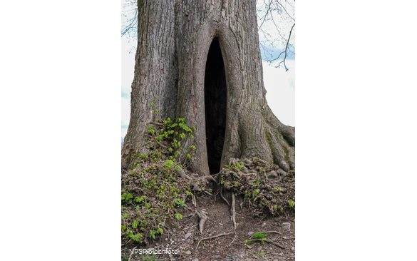 Winter-Linde in Kierspe am östlichen Rand