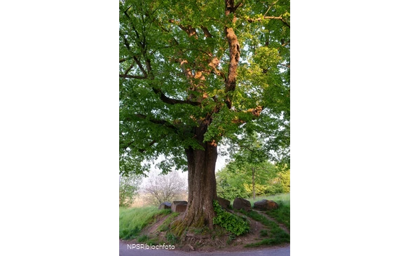 Winter-Linde in Kierspe am östlichen Rand