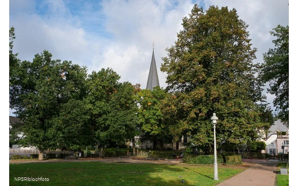 Sommer-Linde in Neuenrade