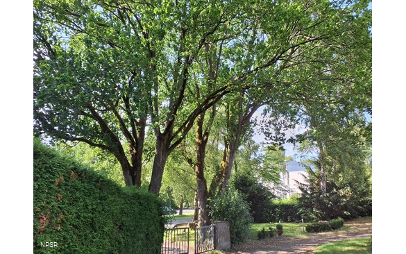 Berg-Ulme in Sundern-Hachen