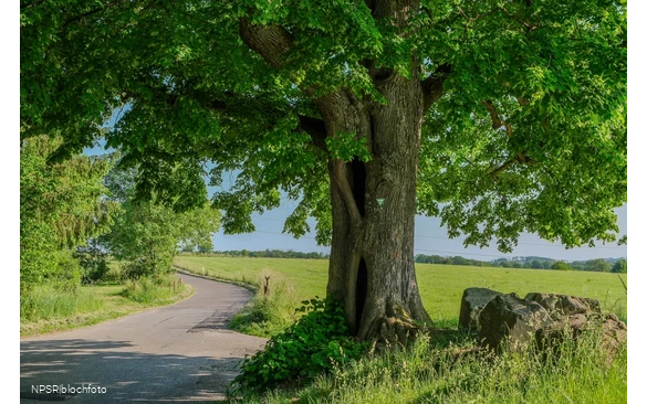 Winter-Linde in Kierspe am östlichen Rand