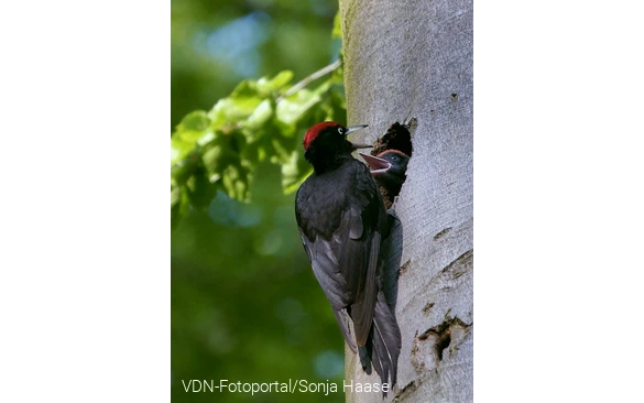 Schwarzspechtpaar an der Bruthöhle