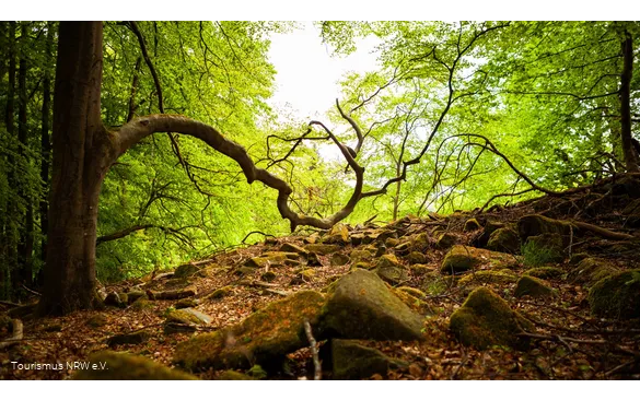 Basaltblockhalde bei Burbach-Holzhausen im Kreis Siegen-Wittgenstein
