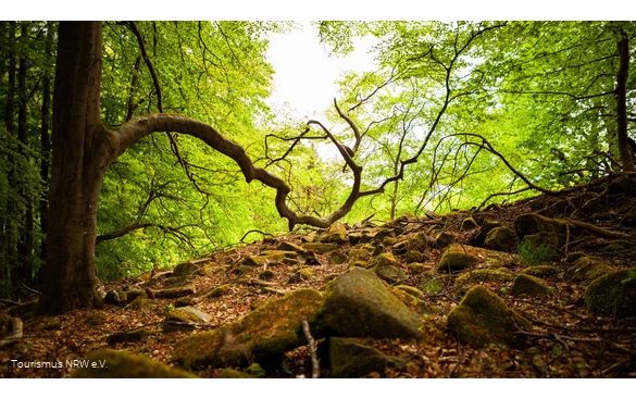 Basaltblockhalde bei Burbach-Holzhausen im Kreis Siegen-Wittgenstein