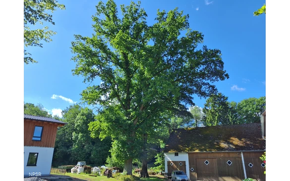 Stieleiche in Sundern-Recklinghausen