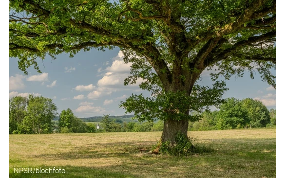 Eiche bei Schönholthausen, Finnentrop