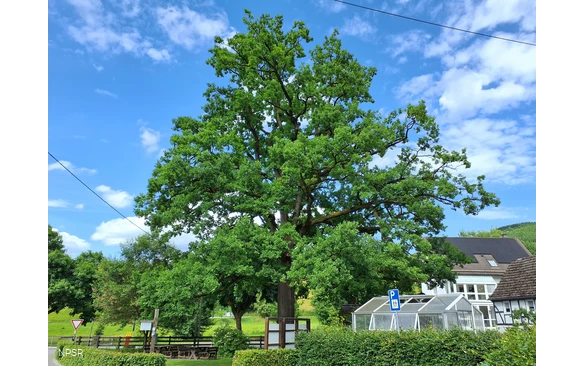 Eiche in Schmallenberg-Oberhenneborn
