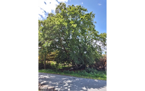 Rotbuche in Winterberg-Hesborn