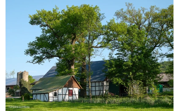 Eiche in Meschede-Vellinghausen