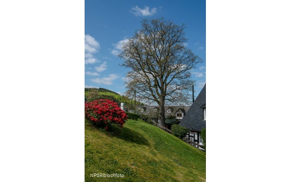Stieleiche, Schmallenberg-Nordenau