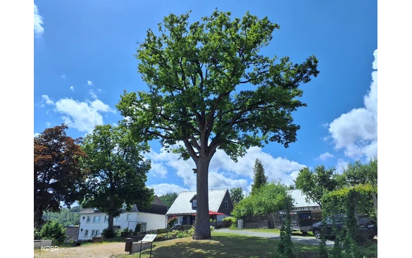 Traubeneiche in Hallenberg