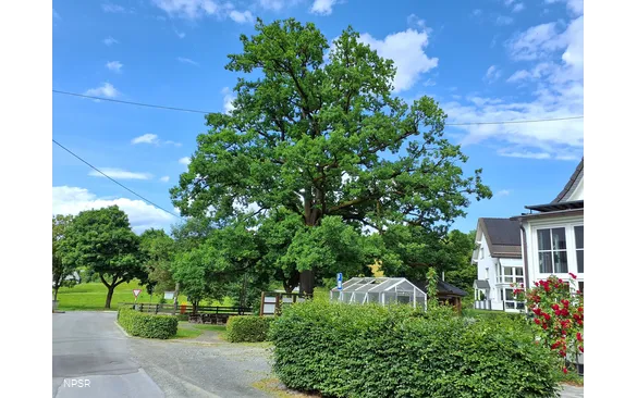 Eiche in Schmallenberg-Oberhenneborn