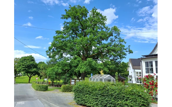 Eiche in Schmallenberg-Oberhenneborn
