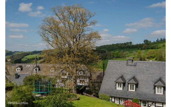 Stieleiche, Schmallenberg-Nordenau