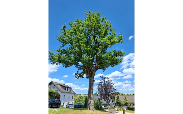 Traubeneiche in Hallenberg