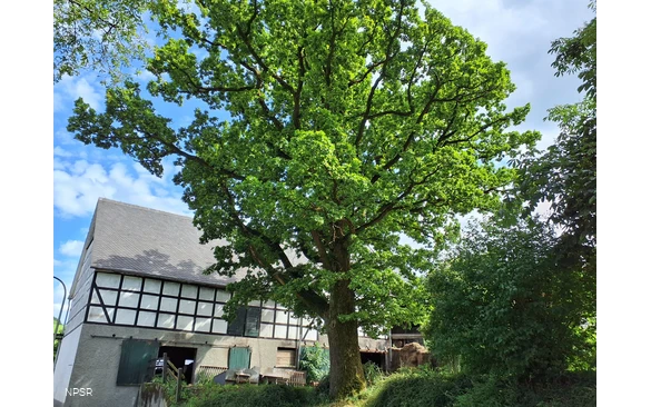 Eiche, Schmallenberg-Oberhenneborn